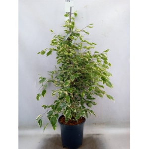 Ficus benja. 'Twilight'