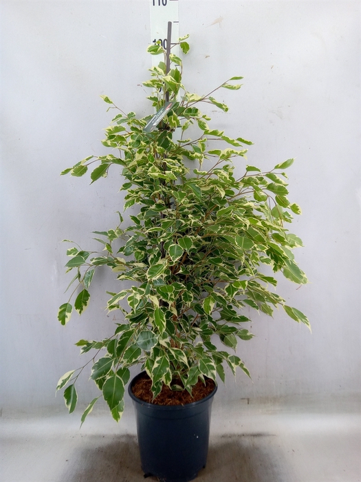 <h4>Ficus benja. 'Twilight'</h4>