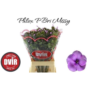 Phlox P Bri Missy