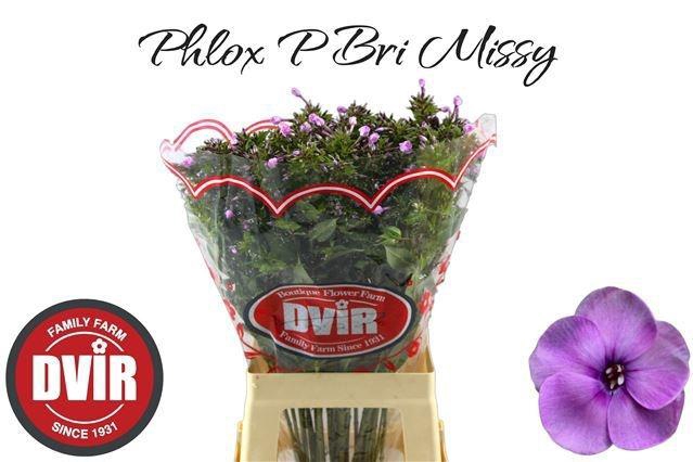 <h4>Phlox P Bri Missy</h4>