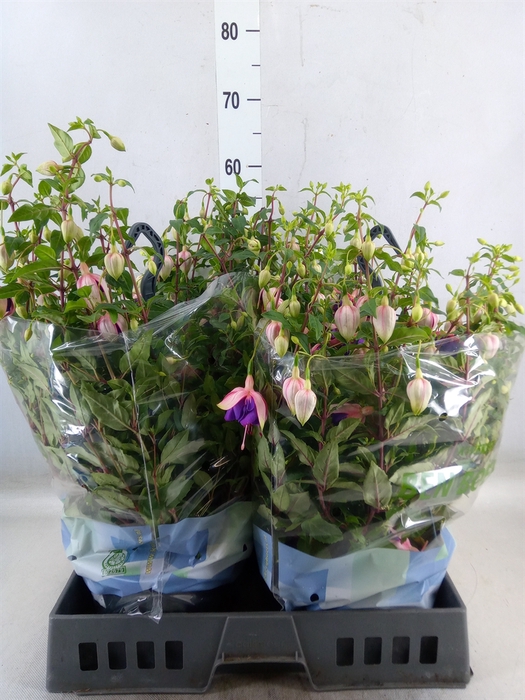 <h4>Fuchsia   ...</h4>