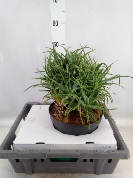 <h4>Aloe arborescens</h4>