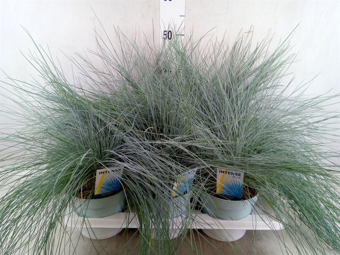 <h4>Festuca glauca 'Intens Blue'</h4>