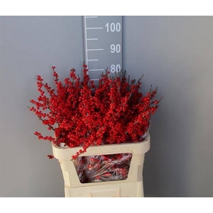 Ilex Vert Berry Red 80cm Dolder Extra