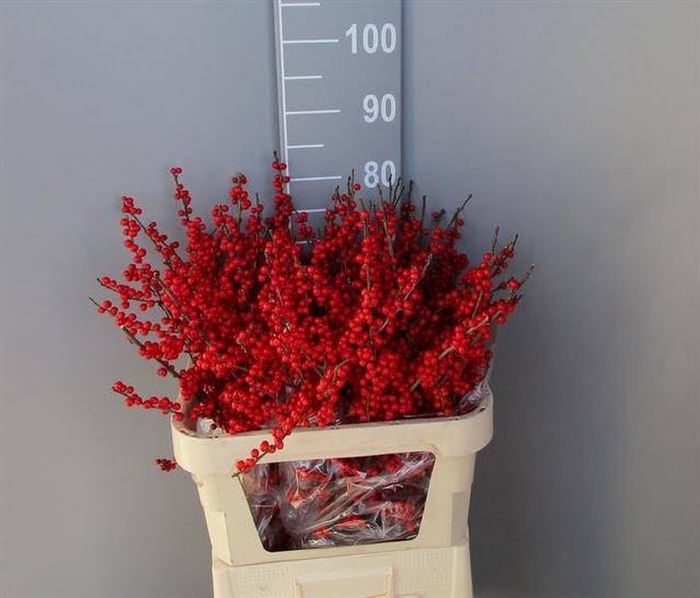 <h4>Ilex Vert Berry Red 80cm Dolder Extra</h4>