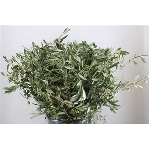 OLEA EUROPAEA BS
