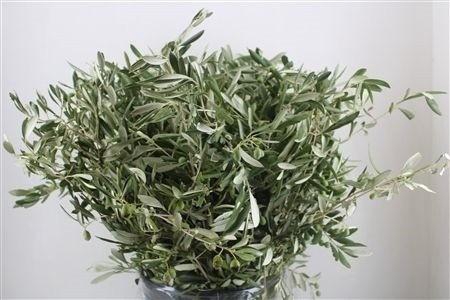 <h4>OLEA EUROPAEA BS</h4>
