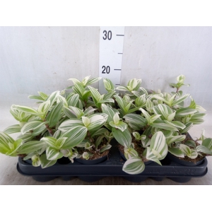 Tradescantia  'Brightness'