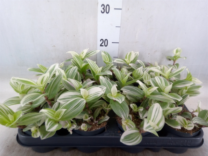 <h4>Tradescantia  'Brightness'</h4>
