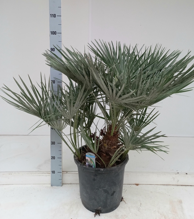 <h4>CHAM HUMILIS</h4>