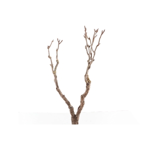 Syringa Branch Extra Bantock
