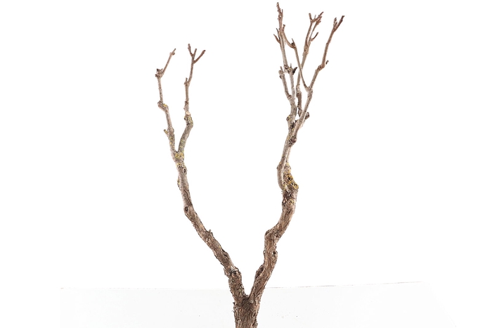 <h4>Syringa Branch Extra Bantock</h4>