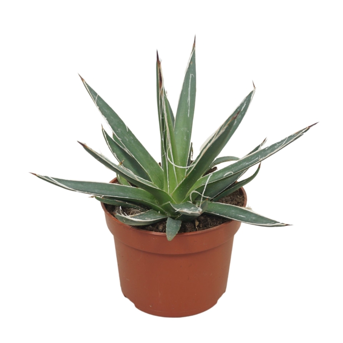 <h4>Agave</h4>