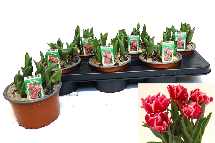 <h4>TUL OV DUBBEL</h4>