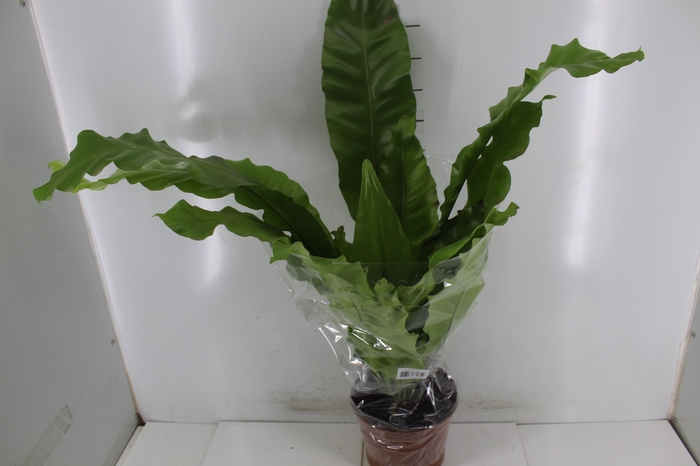 <h4>ASPLENIUM NIDUS P20</h4>