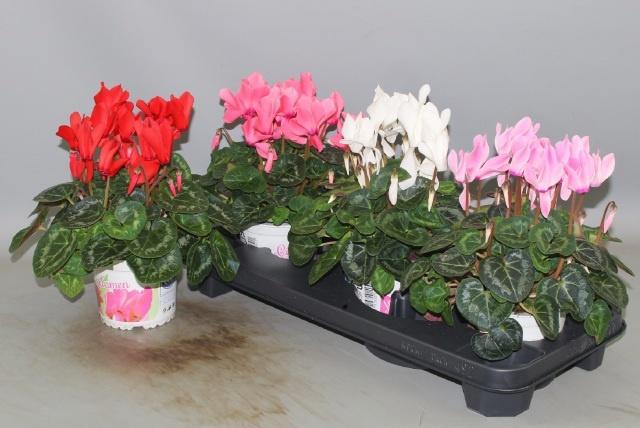 <h4>CYCL GR SUP XL</h4>