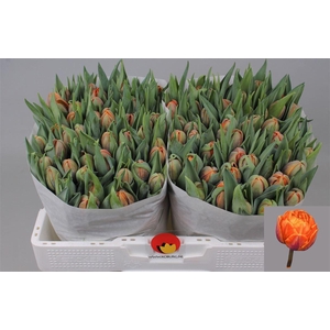 Tu Du Orange Princess