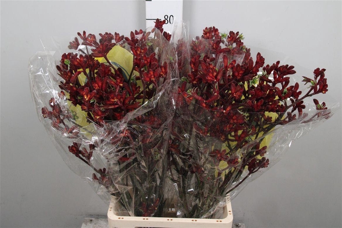 <h4>Anigoz Early Spring</h4>