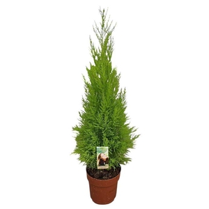 Cupressus Goldcrest Wilma - hoogte 80-90