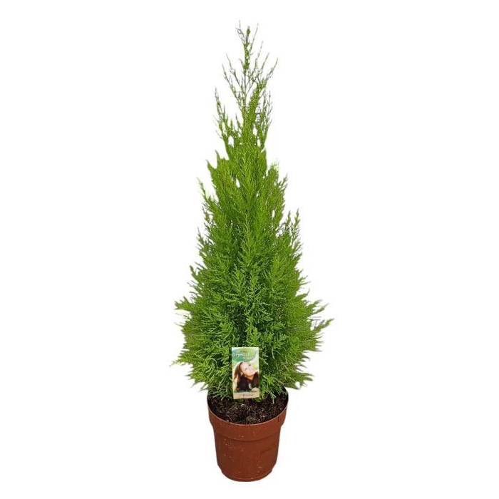 <h4>Cupressus Goldcrest Wilma - hoogte 80-90</h4>