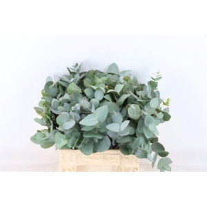 Euca Cinerea 45 Cm P Stem