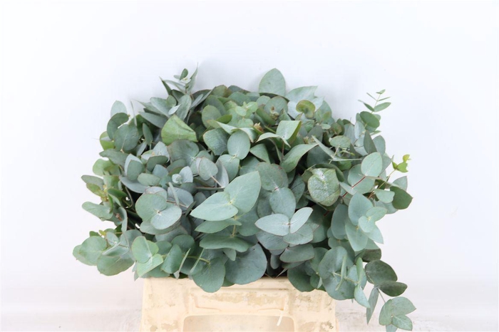 <h4>Euca Cinerea 45 Cm P Stem</h4>