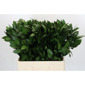 RUSCUS HYPOPHYLLUM