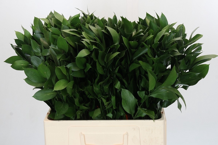 <h4>RUSCUS HYPOPHYLLUM</h4>