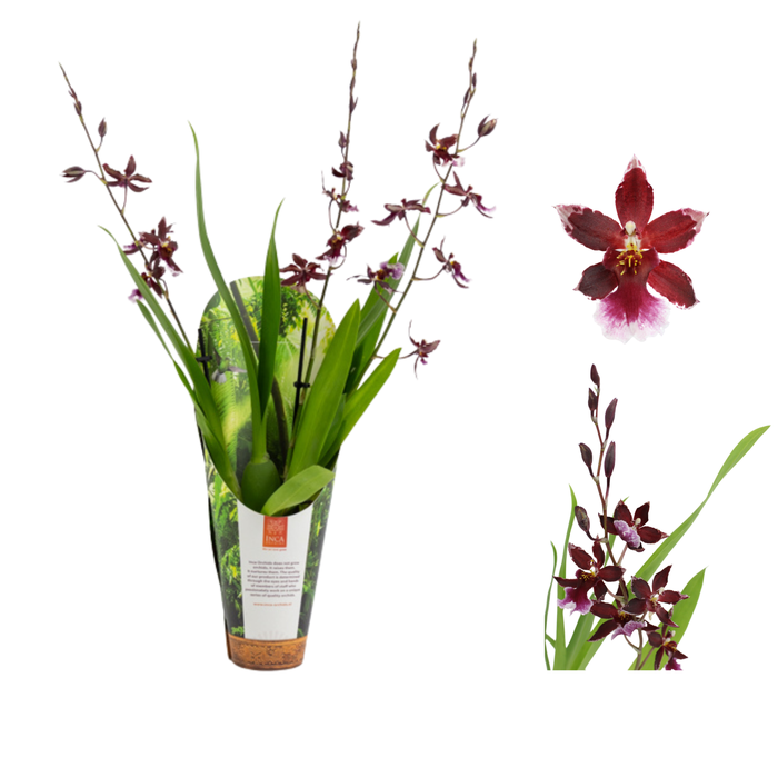 <h4>Inca Cambria Barrocco Red 3 spike 9cm in luxury jungle cover</h4>