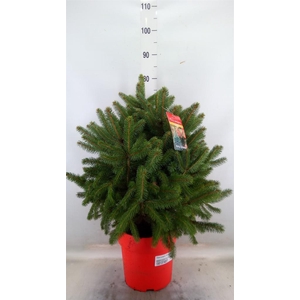 Picea pungens 'Super Blue'