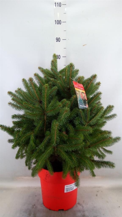 <h4>Picea pungens 'Super Blue'</h4>