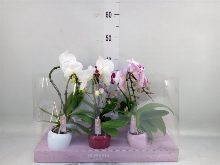 <h4>Phalaenopsis ...</h4>