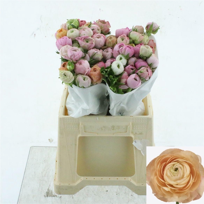 <h4>RAN SU GRAND PASTEL</h4>