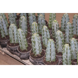 CACTUS MANDACARU P14 SEM ESPINHOS