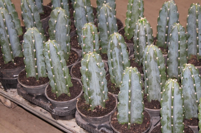 <h4>CACTUS MANDACARU P14 SEM ESPINHOS</h4>