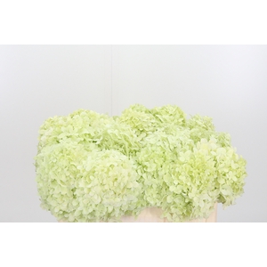 Hydr Pan Limelight