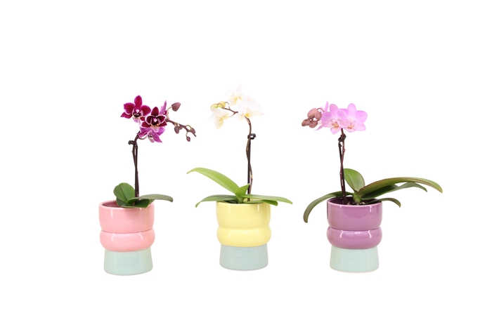 <h4>Nova Mix Tiny Dolls Mix 1T7+ Aqu@</h4>