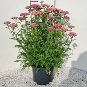 Achillea Skysail Bright Pink P19