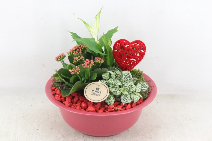 Arr2 Pl - Zink Schaal Rood Los - Rood