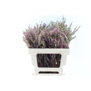 Kaaps Erica Ericoides