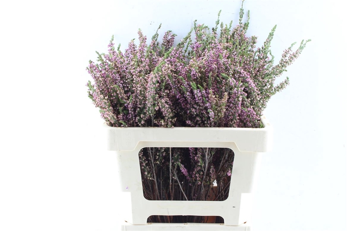 <h4>Kaaps Erica Ericoides</h4>