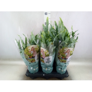 Phlebodium aureum 'Blue Star'