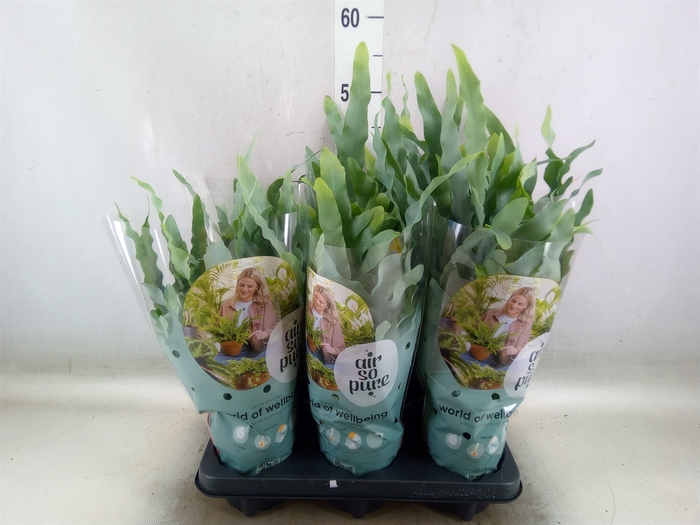 <h4>Phlebodium aureum 'Blue Star'</h4>