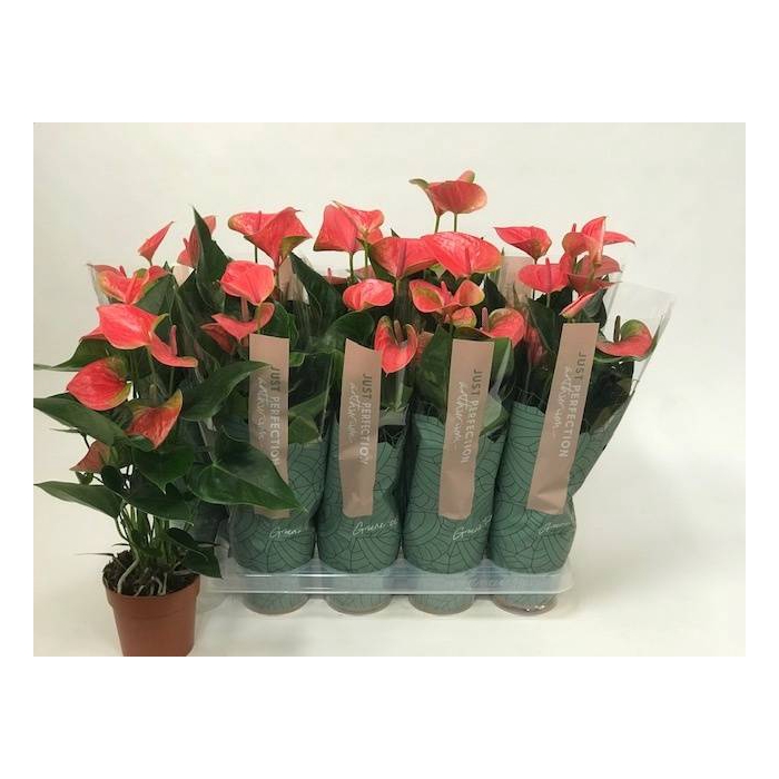 <h4>Anthurium Andreanum Sweet Dream 12Ø 45cm 5fl</h4>