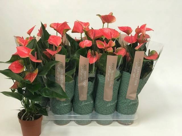 Anthurium Andreanum Sweet Dream 12Ø 45cm 5fl