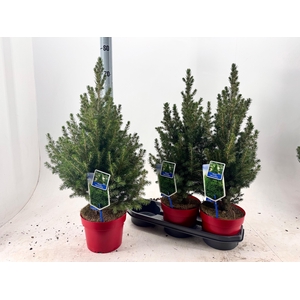 Picea Gl December