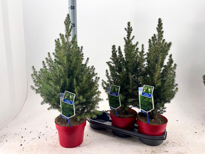 <h4>Picea Gl December</h4>