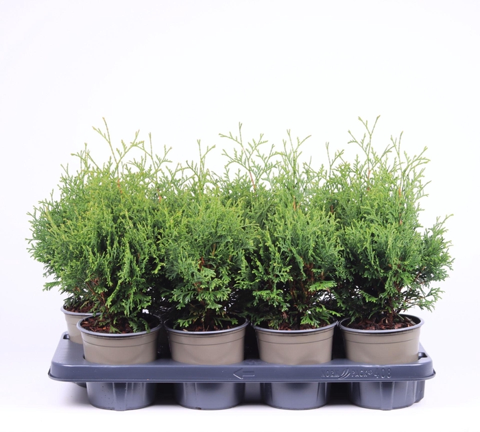 <h4>Thuja Holmstrup</h4>