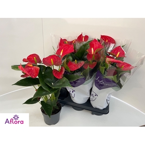 ANTHU AN BAMBINO RED