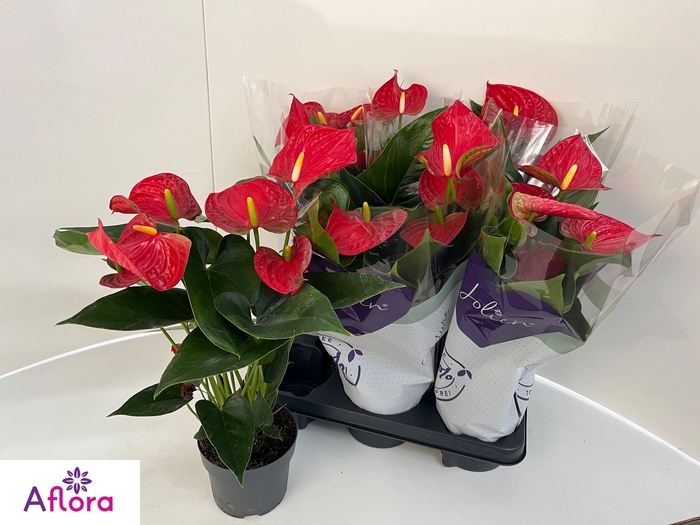 <h4>ANTHU AN BAMBINO RED</h4>